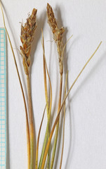 Carex elynoides