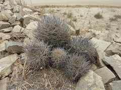 Eriosyce nigrihorrida