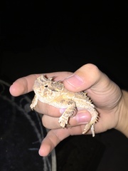 Phrynosoma cornutum
