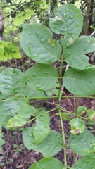 Fraxinus caroliniana