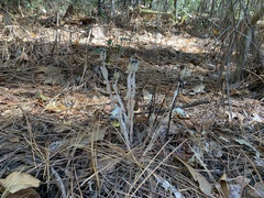 Monotropa uniflora