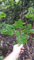 Fraxinus caroliniana