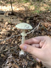 Amanita