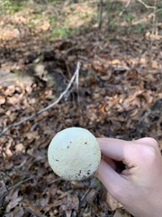 Amanita
