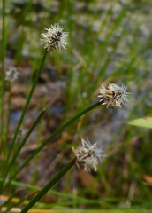 Eleocharis montevidensis