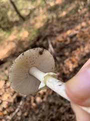 Amanita