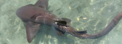 Ginglymostoma