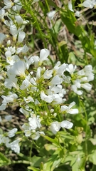 Cardamine bulbosa