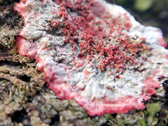 Herpothallon