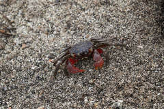 Neosarmatium meinerti