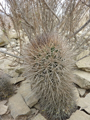 Eriosyce nigrihorrida