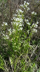 Cardamine bulbosa
