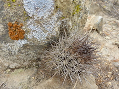 Eriosyce nigrihorrida