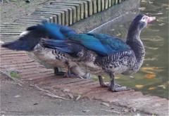 Cairina moschata domestica