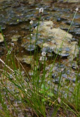 Eleocharis montevidensis