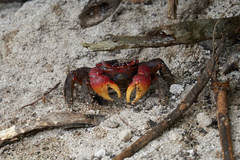 Neosarmatium meinerti