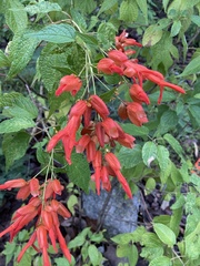 Salvia sessei