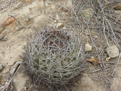 Eriosyce limariensis