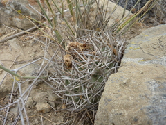 Eriosyce limariensis