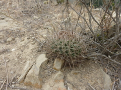 Eriosyce limariensis