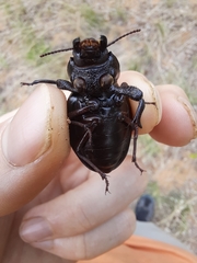 Ocnodes