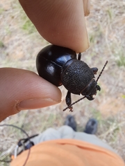 Ocnodes