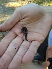 Plethodon dorsalis