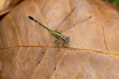 Chalky Percher, photo 10 of 10
