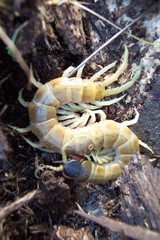 Scolopendra aztecorum