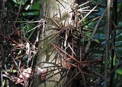 Gleditsia amorphoides