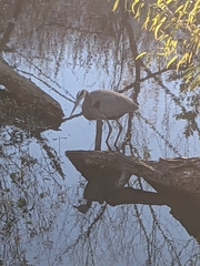 Ardea herodias