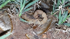 Parabuthus mossambicensis