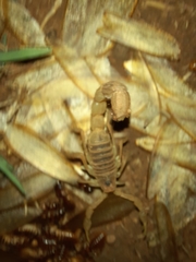 Parabuthus mossambicensis