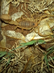 Parabuthus mossambicensis