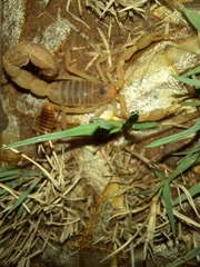 Parabuthus mossambicensis