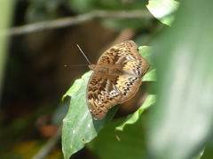 Euryphura chalcis chalcis