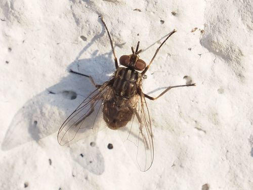 Stable fly