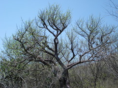 Bursera morelensis