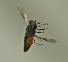 Hybomitra rupestris