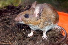 Peromyscus gossypinus