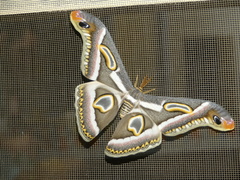 Epiphora boolana