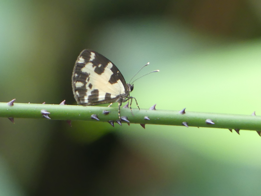 Falcuna margarita