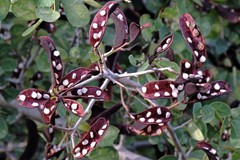 Microlobius foetidus