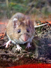 Peromyscus gossypinus