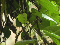 Phyllomacromia insignis