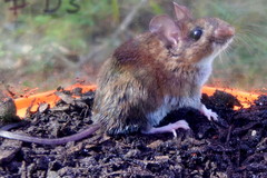 Peromyscus gossypinus
