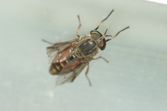 Hybomitra criddlei