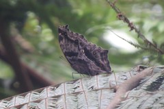 Protogoniomorpha temora temora