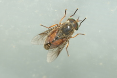 Hybomitra criddlei