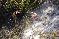 Polygala recognita